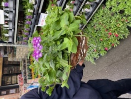 Medium Hanging Baskets